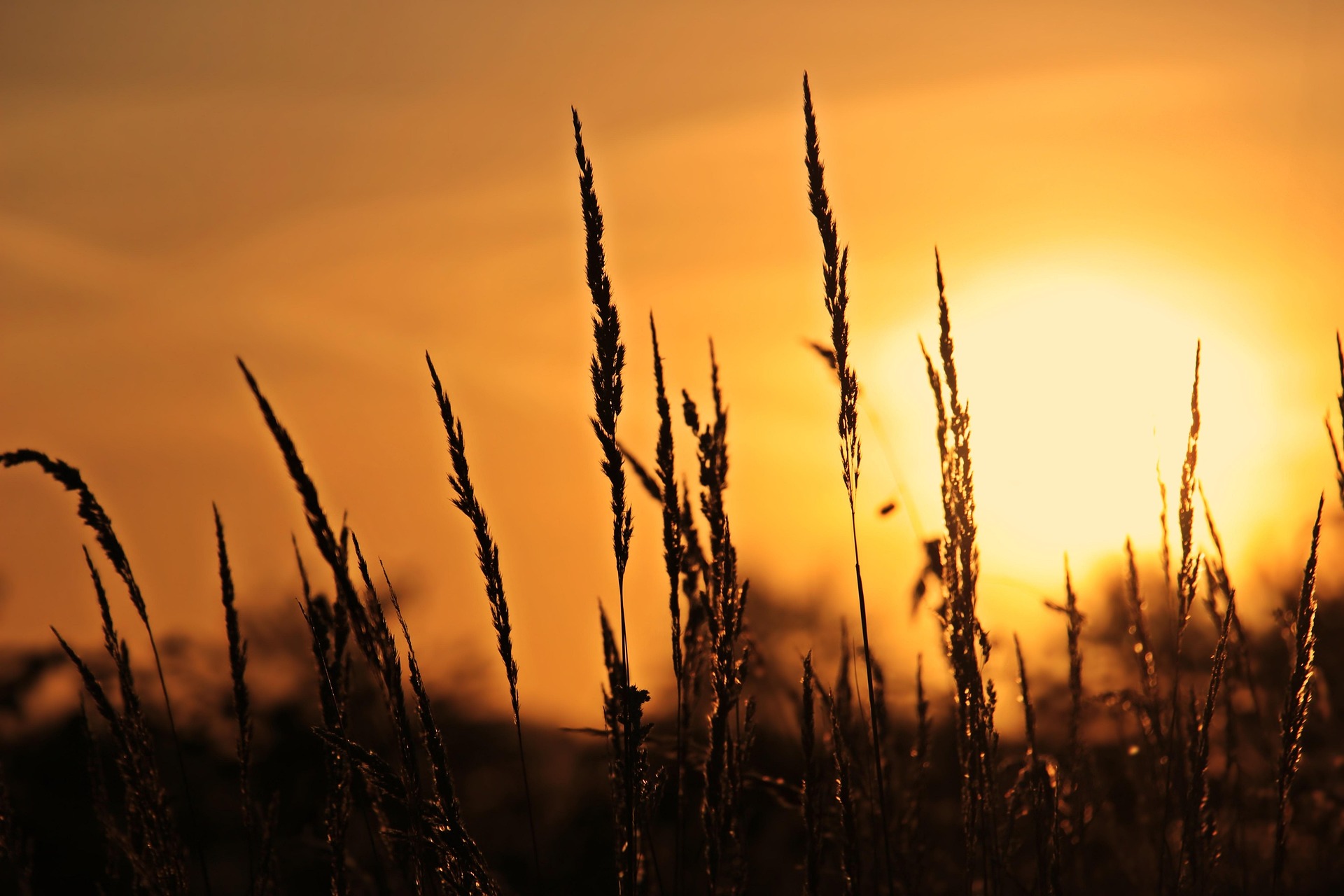 Natürliche Wiese mit Sonnenaufgang